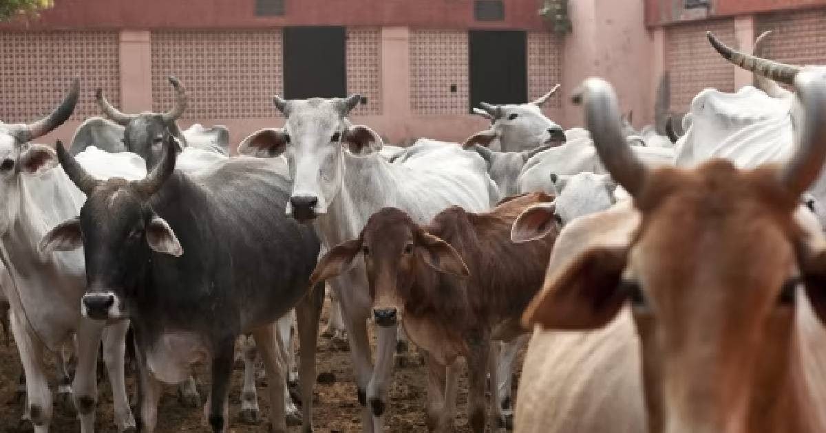 काली,सफेद या पीली, छोटी या बड़ी, किस गाय का दूध सबसे हेल्दी होता है, आयुर्वेदाचार्य ने बताया which colour cow milk is best for health by ayurveda