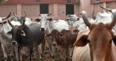 जूनागढ़ में 7 गायों की संदिग्ध मौत से मचा हड़कंप