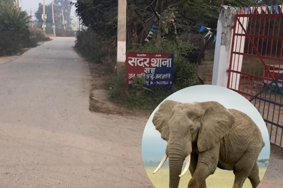 एक करोड़ की हथिनी लापता साथ में महावत भी गायब चिप से लोकेशन पर पुलिस की नजर
