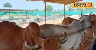 पशुपालन से कमाएं मुनाफा