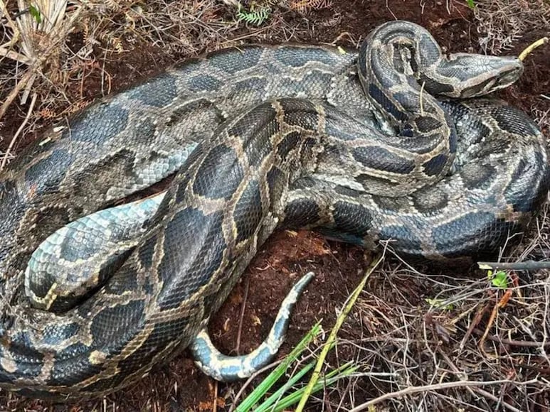 Florida Greedy Burmese Python Puke Entre Deer
