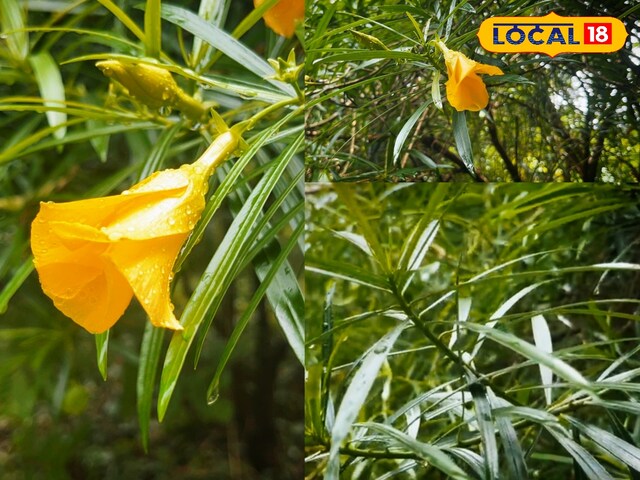 Garden Tips: एक ऐसा पौधा जिसे लगाने से आपका गार्डन कभी सूना नहीं रहेगा…!