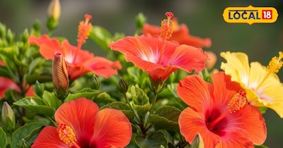 गुड़हल की केयर