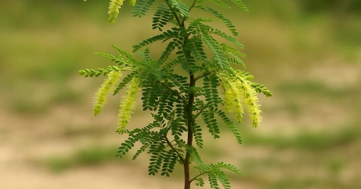 Dussehra 2025 Special: दशहरे पर इस खास पौधे को लगाने से मिलते हैं विजय और समृद्धि के अद्भुत लाभ