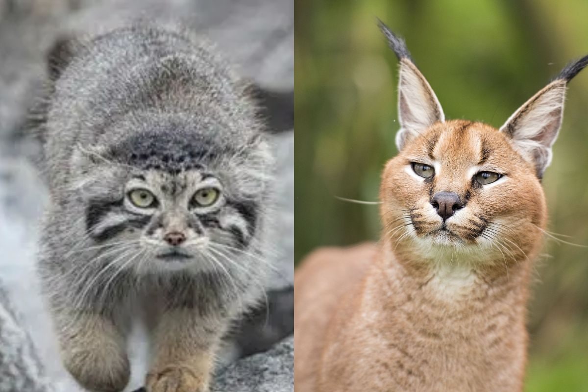 दिखीं दो दुर्लभ बिल्लियां एक उड़ते पक्षियों की शिकारी तो दूसरी रात की शिकारन