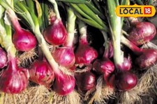 25 दिन में फसल तैयार! बस्तर के पद्म से समझें प्याज किचन गार्डन टिप्स