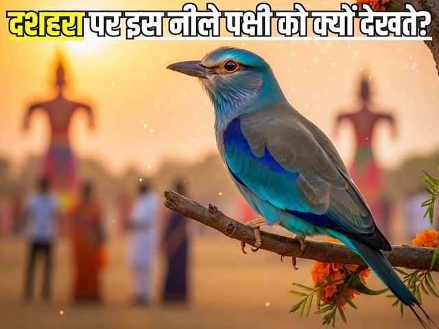 Neelkanth Bird on Dussehra: दशहरा पर नीलकंठ पक्षी देखना क्यों माना जाता है शुभ