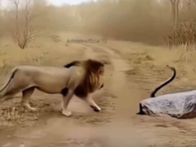 Cobra or lion- Who is the real king of the forest? Fast collision, who won the battle