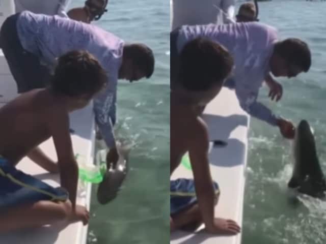 The person was having fun in the sea, baby shark came to meet, took half a hand in the game!