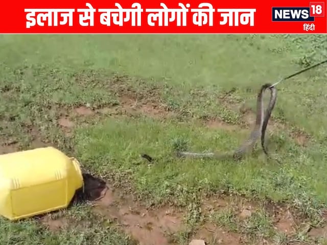 सतना में सर्पदंश का कहर, अब तक 30 लोगों की मौत सतना में सर्पदंश का कहर, अब तक 30 लोगों की मौत