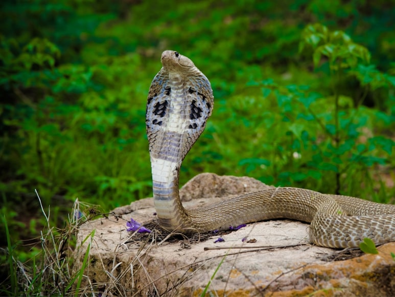 Snake