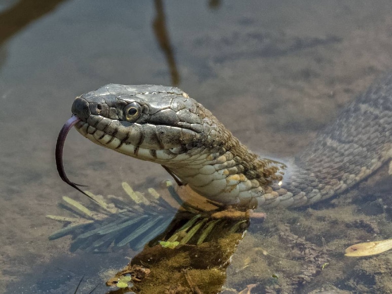 snake