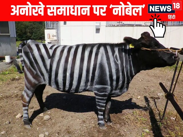 Strange security to cows troubled by flies, Japanese scientists get award