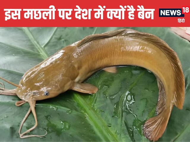 इस मछली को खाने से हो सकता है कैंसर ! देश में इसे बेचने पर भी पाबंदी