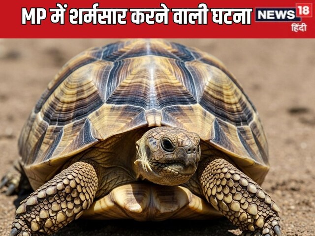 कछुए को कुल्हाड़ी से काटा, फिर उड़ाई दावत, मामला दर्ज