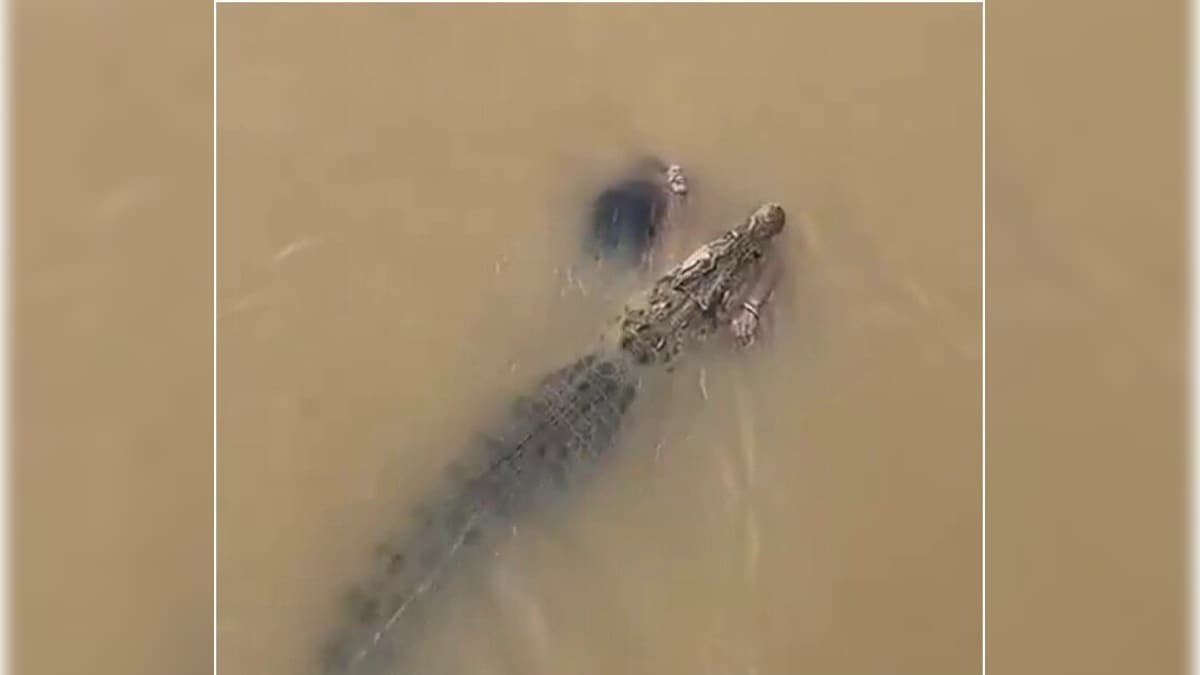 नदी में नहा रही महिला को मगरमच्छ ने दबोचा, गांववालों के सामने घसीट ले गया, ओडिशा का खौफनाक वीडियो