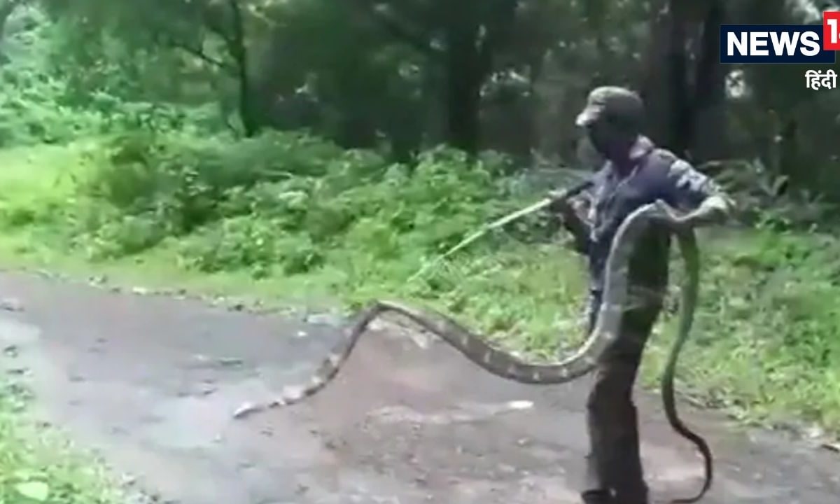 VIDEO: पेड़ के पास तालाब में रेंगता दिखा 14 फुट लंबा किंग कोबरा दहशत में आए लोग फिर