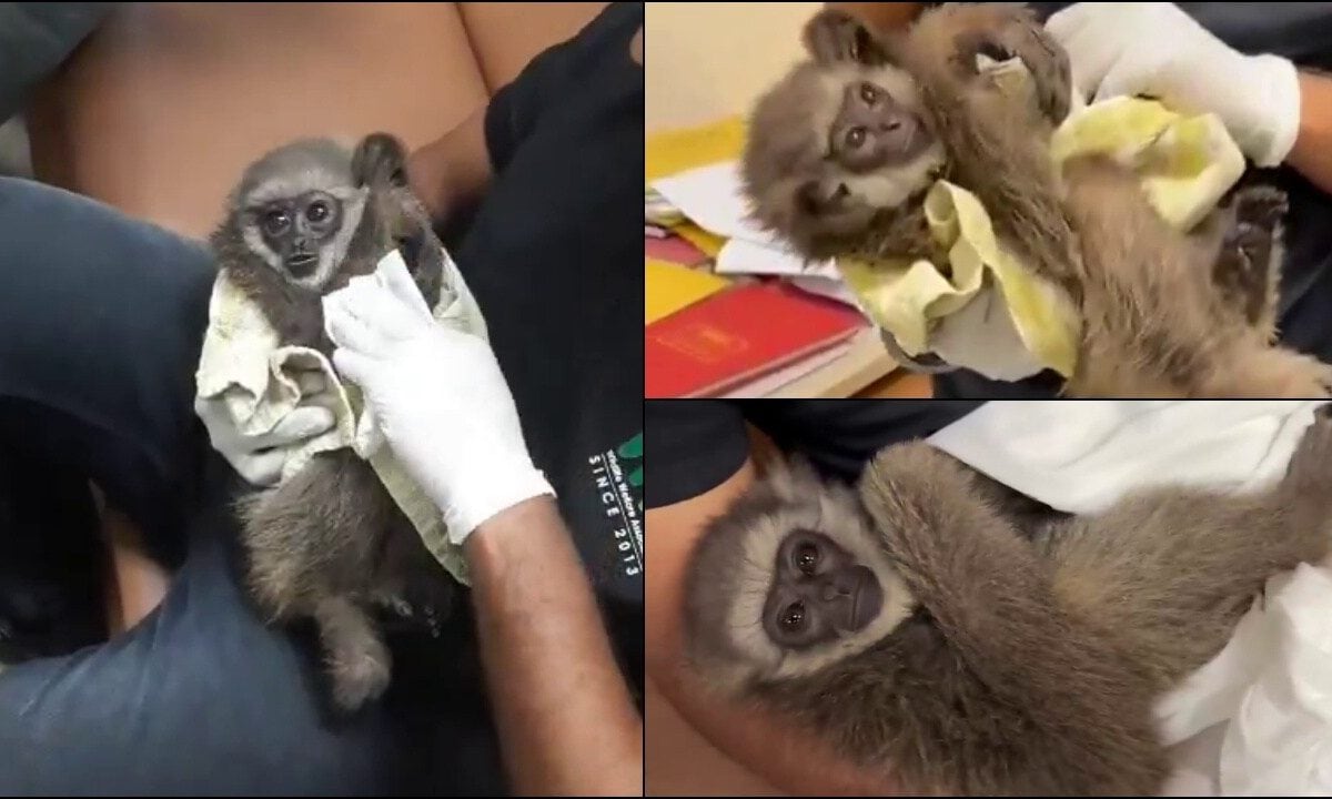 मुंबई एयरपोर्ट पर विदेशी यात्री के लगेज में यह क्या मिला? देखकर कस्टम वाले रह गए दंग; VIDEO