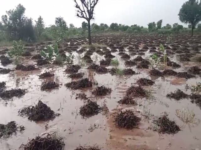 जोधपुर में बेमौसम बारिश ने सारी फसलें की खराब, किसानों ने की मुआवजे की मांग
