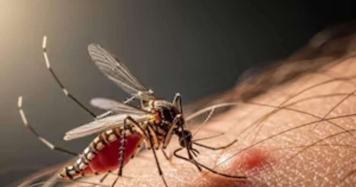 भिनभिनाने लगे मच्छर, काटने के बाद दिखें ये लक्षण तो तुरंत जाएं अस्पताल
