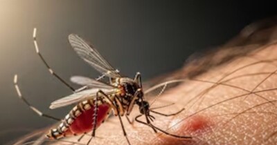 बुखार आए तो इन लक्षणों को न करें इग्‍नोर, हो सकता है डेंगू. 