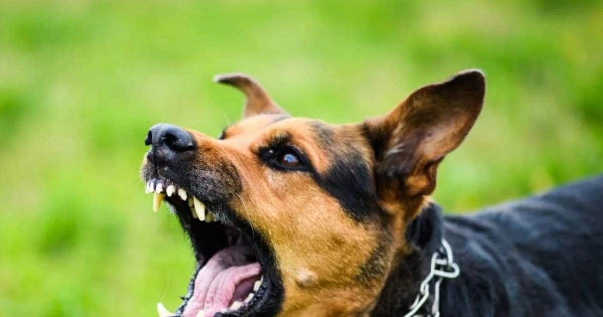कुछ लोगों को देखकर कुत्ते अचानक क्यों भौंकने लगते हैं? शनि दोष से क्या है संबंध, ज्योतिष से जानें कारण