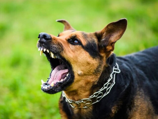 टूर्नामेंट के बीच स्‍टेडियम में घुसा कुत्‍ता, 2 कोच को काटकर कर दिया जख्‍मी