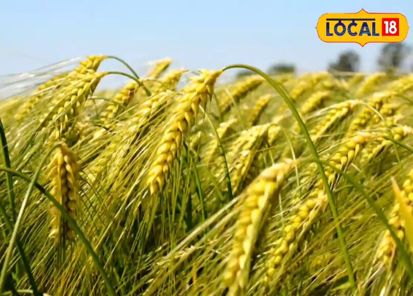 Wheat cultivation, wheat sowing, wheat varieties, drought-tolerant wheat varieties, high-yielding wheat, wheat farming tips, गेहूं खेती, गेहूं बुवाई, गेहूं वैरायटी, कम पानी वाले गेहूं की वैरायटी, बंपर पैदावार वाला गेहूं, गेहूं खेती टिप्स
