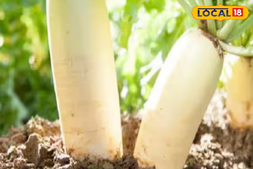 अक्टूबर में रबी की फसल की तैयारी कर रहे है, तो मूली की खेती एक अच्छा ऑप्शन है. इससे ज्यादा से ज्यादा मुनाफा कमा सकते हैं. मूली एक ऐसी फसल है, जो महज एक महीने में पककर तैयार हो जाती है. ऐसे में हम आपको इसकी खेती करने की प्रोसेस बता रहे हैं.