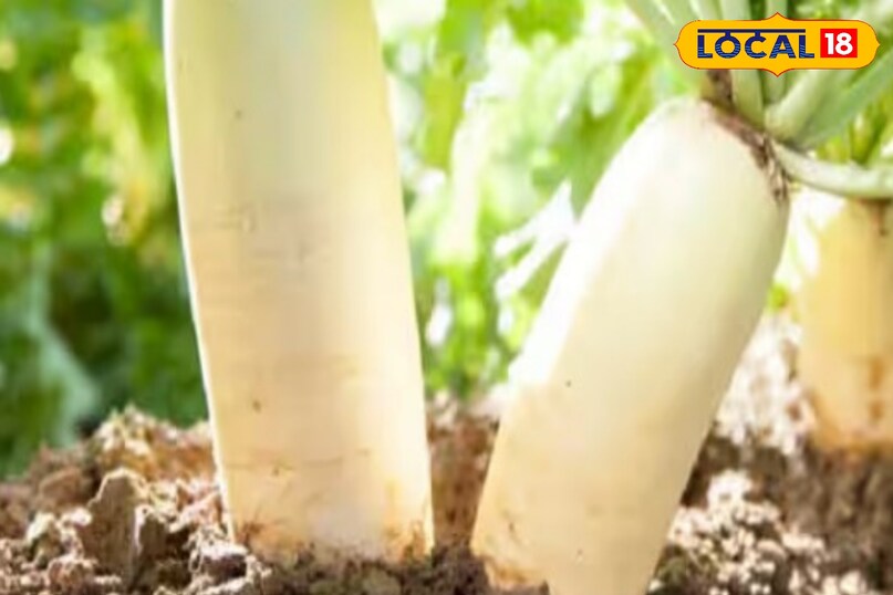 अक्तूबर में अगर आप मूली की खेती कर रहे है, तो आपको 10 से 15 दिन अंतराल में सिंचाई की जरूरत पड़ सकती है. वहीं, समय-समय पर कीट और रोग प्रबंधन भी करना चाहिए, जिससे उत्पादन पर असर न पड़ें.