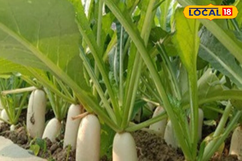 अक्तूबर में बुआई कर रहे हैं, तो पूसा रश्मि, पूसा हिमानी, जापानी सफेद किस्म का चयन करना चाहिए. वहीं, देशी किस्मों का भी चयन करना चाहिए . पूसा चेतवी, पूसा रेशमी और हिसार मूली नं. 1 का चयन कर सकते हैं. ये किस्में ज्यादा तापमान वाले समय के लिए भी अधिक अनुकूल पाई गई है. 