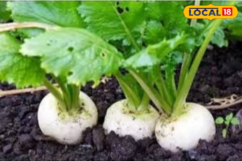 मूली की अच्छी पैदावार के लिए किसान भाई खेत में 15 से 20 टन गोबर की खाद डाल दे. ये मात्रा खेत में बुआई के 15 दिन पहले देनी चाहिए. वहीं, 80 से 100 किलो नाइट्रोजन, 40 से 60 किलो फास्फोरस और 80 से 90 किलो पोटेशियम देने की जरूरत पड़ती है. 