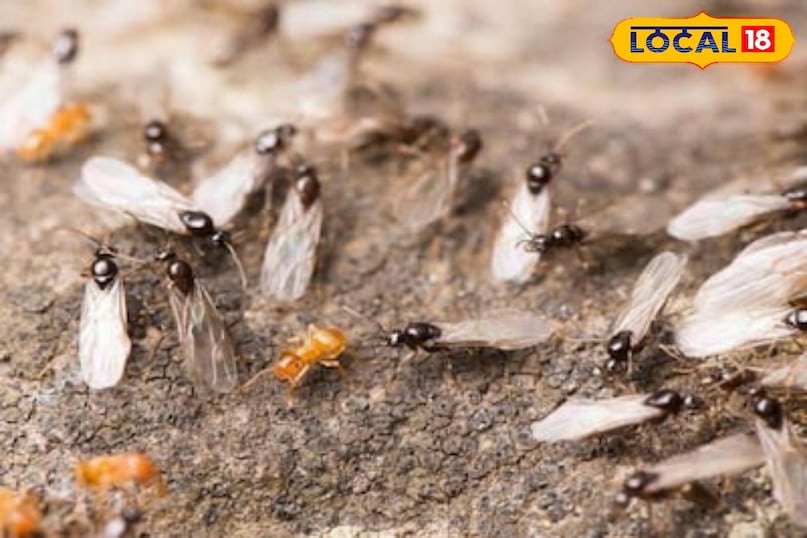 Moradabad news,hindi news,up news,local news, मुरादाबाद समाचार, हिंदी समाचार, यूपी समाचार, लोकल समाचार। 