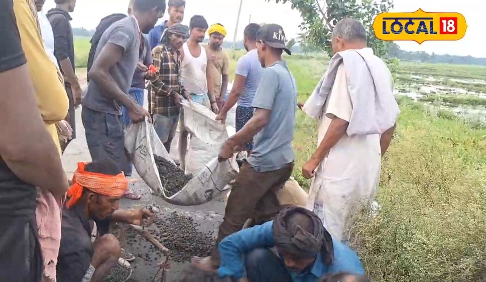 मखाना खेती से किसान कमा सकते हैं जोरदार मुनाफा, अब तालाब के बदले आसानी से खेतों में करें उपज