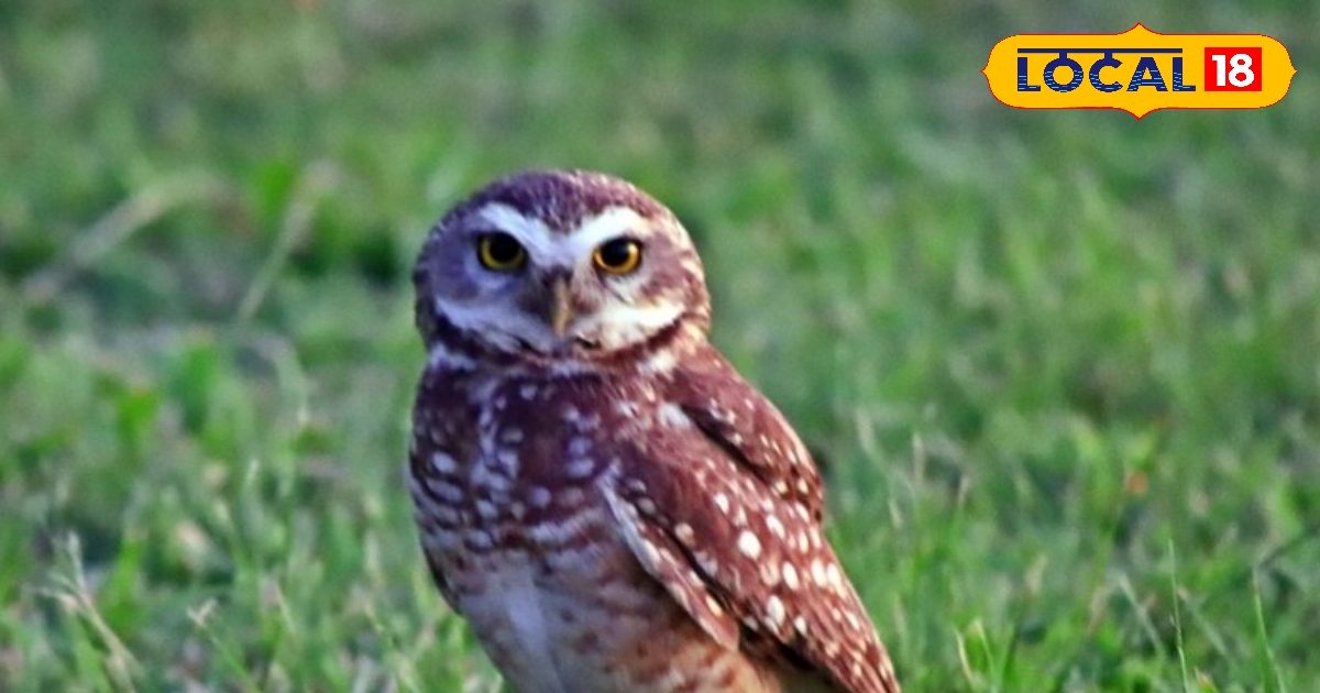 Astro Tips: क्या आपने दीपावली पर उल्लू देखा? जानें इसका छिपा हुआ शुभ मतलब