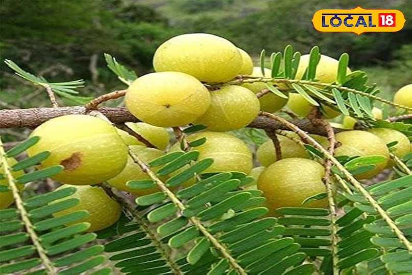 आवंला 