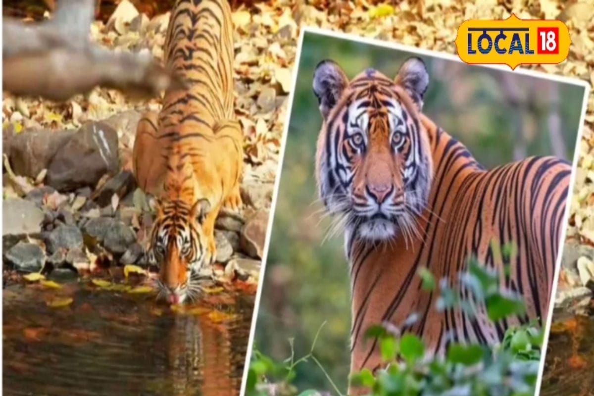 MP के सबसे बड़े टाइगर रिजर्व में जंगल सफारी शुरू जानें क्या है रेट