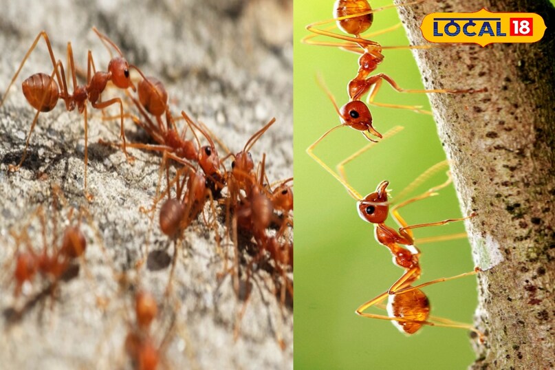 दर्द और जलन