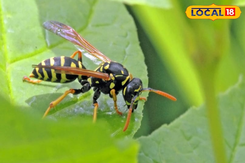 ज्यादा नुकसानदायक 