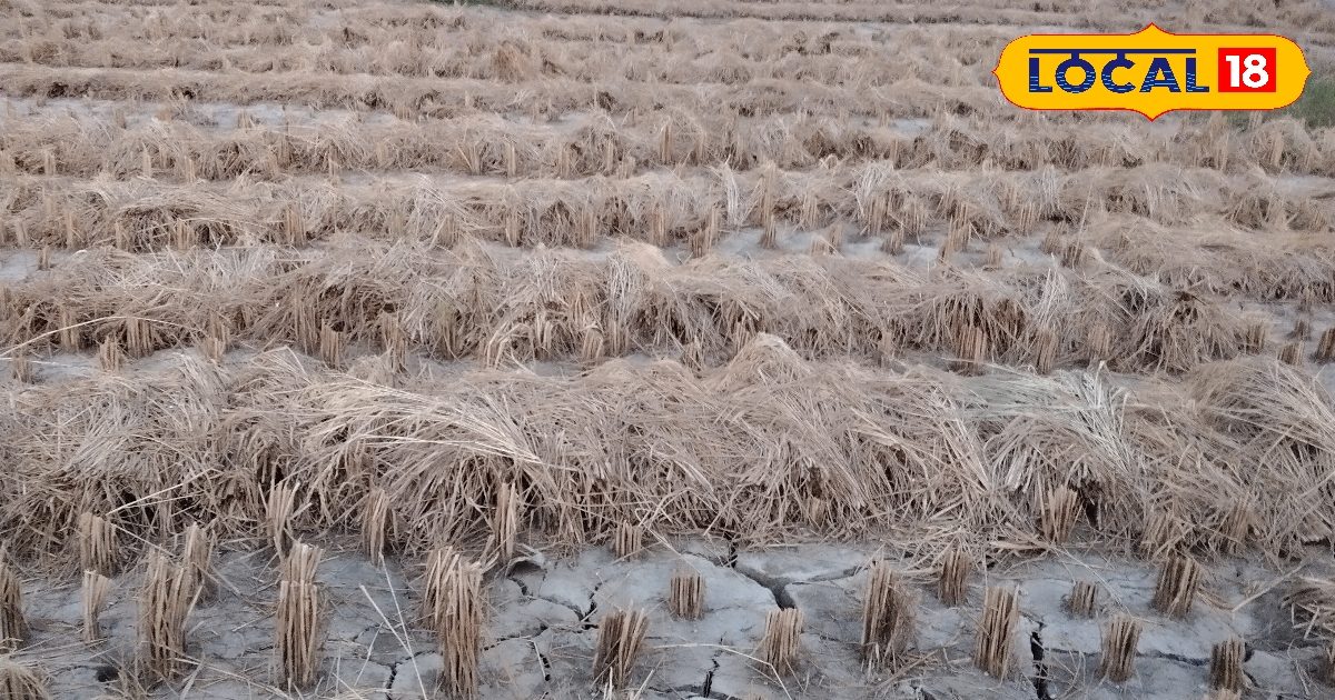 जलाकर नहीं पराली बचाकर कमा रहे हैं मुनाफा, किसानों ने ढूंढ़ा कमाई का तरीका