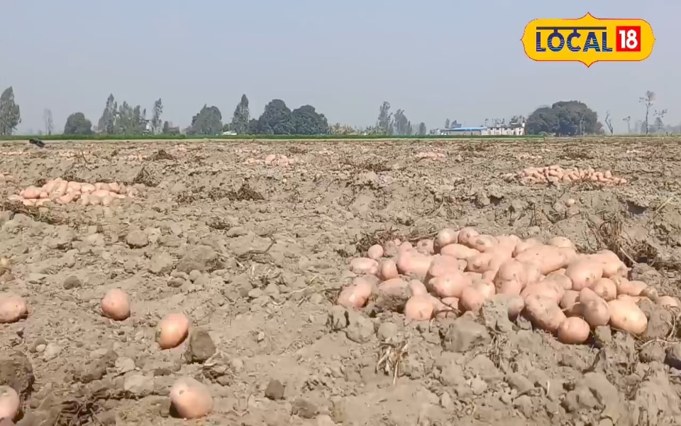 'मिनी पंजाब' में आलू बना 'सोना'... 5 किस्मों पर चिप्स कंपनियां लूटा रही पैसा! किसान कर रहे कान्ट्रैक्ट फ़ार्मिंग