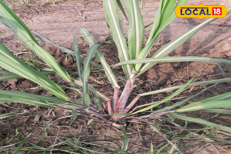 गन्ना गन्ना