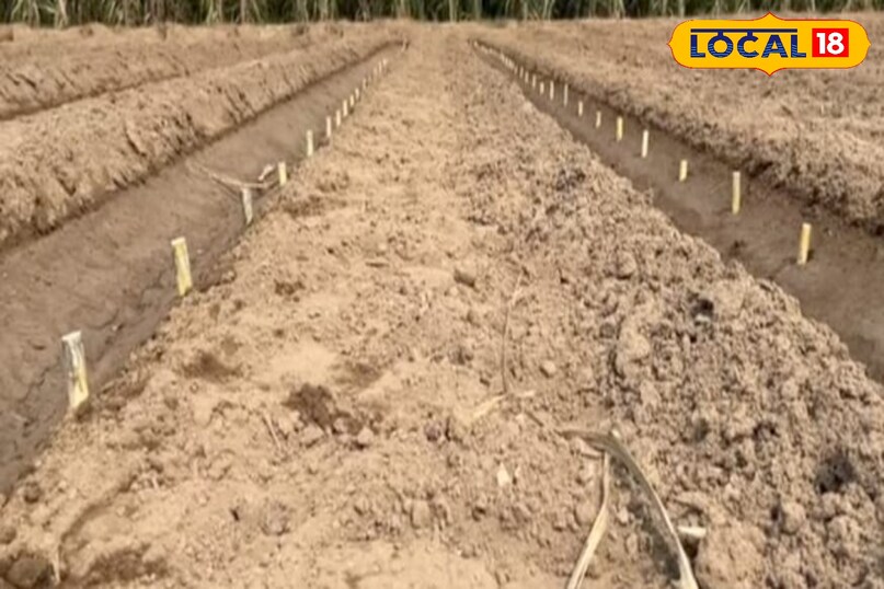 गन्ना गन्ना