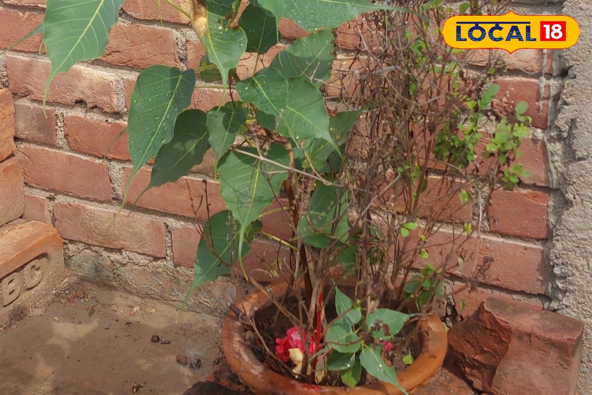 घर में या आसपास उग जाए पीपल, गलती से भी न करें ये काम, सर आ जाएगा ये दोष