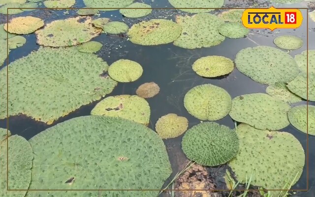 बिहार का 'काला सोना' उगाने वाले किसान परेशान! 75% सब्सिडी का वादा अधूरा