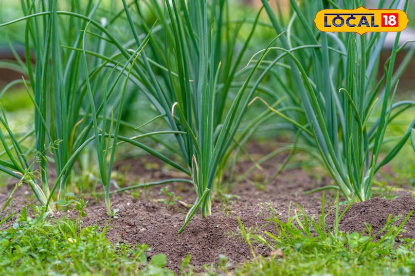 हरा प्याज: 20-30 दिन इसकी हरी पत्तियाँ किसी भी डिश का स्वाद बढ़ा देती हैं। यह बहुत तेजी से बढ़ता है और इसकी देखभाल करना आसान है।आप बीज बो सकते हैं या फिर बाजार से लाए हरे प्याज की जड़ों को दोबारा लगाकर भी इसे उगा सकते हैं। इसे पूरी धूप और नम मिट्टी पसंद है।जब पत्तियाँ 6-8 इंच लंबी हो जाएँ तो जरूरत के हिसाब से काटते रहें पौधा लगातार नई पत्तियाँ देता रहेगा। 