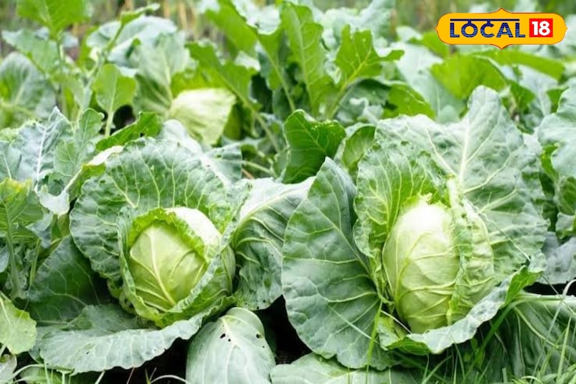 पत्तागोभी: 25-30 दिन ढीले पत्तों वाली पत्तागोभी की कटाई जल्दी की जा सकती है। यह ताज़ा और कुरकुरी सलाद का आधार है इसे ठंडे मौसम और नम मिट्टी में उगाएँ। बीजों को चौथाई इंच गहरा बोएं और पौधों के बीच 4-6 इंच का फासला रखें। बाहरी पत्तियों को तोड़कर या पूरे पौधे को जमीन से ठीक ऊपर से काटकर कटाई करें। इससे पौधा दोबारा उग सकता हैं 