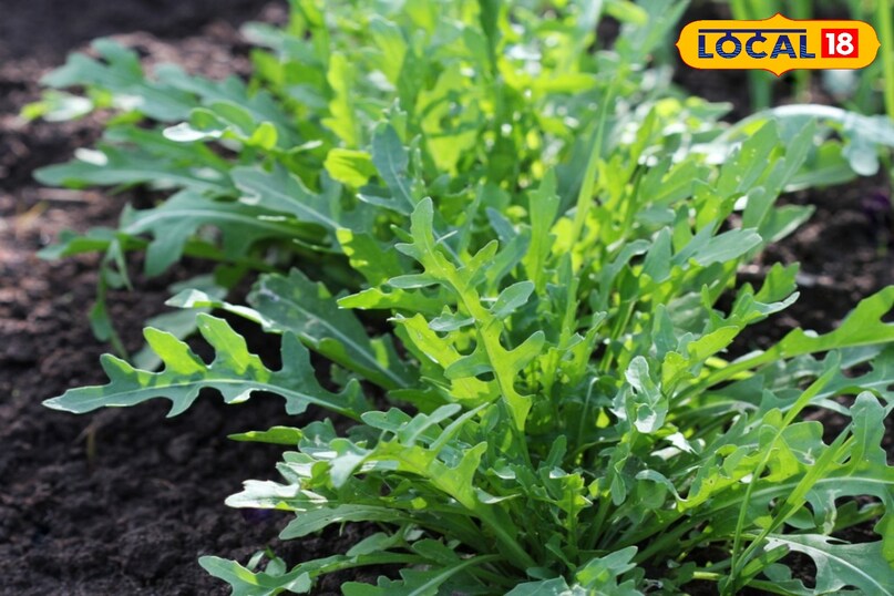 अरुगुला: 20-25 दिन इसकी पत्तियों में एक तीखा और सरसों जैसा स्वाद होता है, जो सलाद को खास बनाता है।अरुगुला को हल्की ठंड और आंशिक छाया पसंद है। बीजों को चौथाई इंच गहरा बोएँ और पौधों के बीच 3-4 इंच की जगह रखें।करीब 20 दिनों में ही नरम पत्तियों की कटाई शुरू की जा सकती है। छोटी पत्तियाँ ज्यादा मुलायम और स्वादिष्ट होती हैं। 