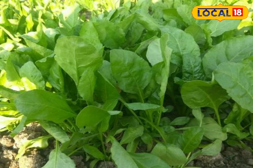 पालक : 25-30 दिन पालक पोषण का खजाना है। इसकी छोटी-छोटी कोमल पत्तियों को जल्दी ही काटा जा सकता है।पालक को ठंडे मौसम और हल्की छाया पसंद है। बीजों को आधा इंच गहरा बोएँ और बाद में पौधों के बीच 4-6 इंच की दूरी बना दें।लगभग एक महीने बाद बाहरी पत्तियों को तोड़ते रहें इससे नई पत्तियाँ लगती रहेंगी।