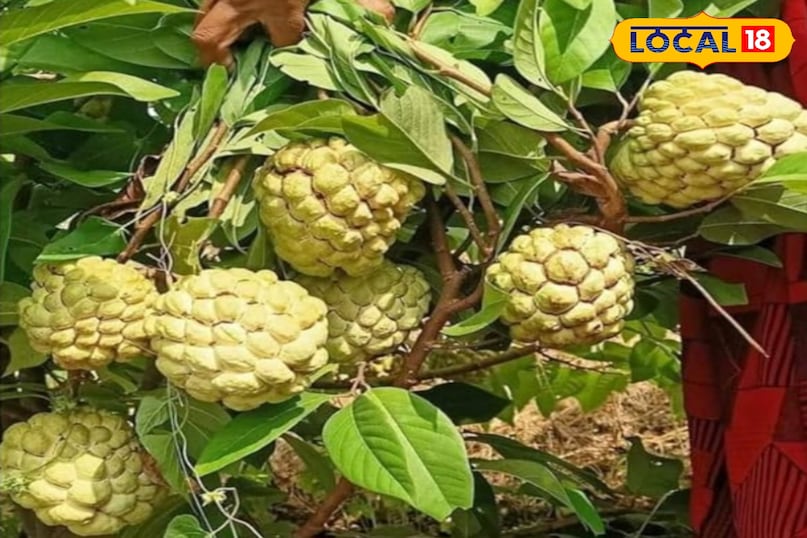 सीताफल